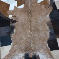 پوست بز|صنایع دستی و سایر لوازم تزئینی|تهران, مدائن|دیوار