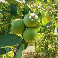 خرید و فروش زمینهای کشاورزی،باغی،دامداری،صنعتی|فروش دفتر صنعتی، کشاورزی، تجاری|پیشوا, |دیوار