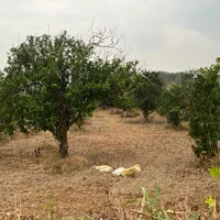 باغ ۵۰۰ متری مرکبات ۱۰۰ متری جاده اصلی