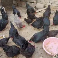 خروس ومرغ برای خرایت وچشم نظر ذبح رایگان|حیوانات مزرعه|ساوه, |دیوار