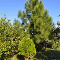 زمین ۲۰۲ متری / جنگلی / مسکونی / در زیباکنار|فروش زمین و ملک کلنگی|رشت, منظریه|دیوار