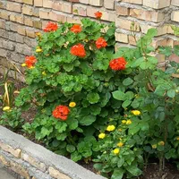 اجاره روزانه/هفتگی/روزانه سویت|اجارهٔ کوتاه‌مدت آپارتمان و سوئیت|مینودشت, |دیوار