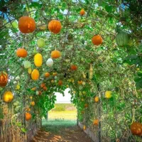 خدمات باغ و باغبانی و باغچه|خدمات باغبانی و درختکاری|تهران, شادمان|دیوار