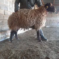 گوسفند زنده ارسال باقصاب به محل جاجرود پردیس بومهن|حیوانات مزرعه|پردیس, |دیوار
