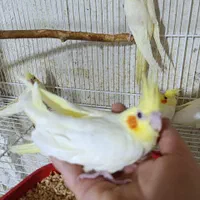 عروس هلندی سرلاکی نرمخور دونخوردستی بالغ|پرنده|شیراز, پودنک|دیوار