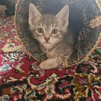 واگذاری رایگان توله گربه ۲ماهه