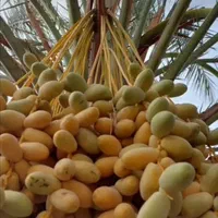 سفارش نخل خرما پاجوش برحی تنه ارتفاع متری|گل مصنوعی|اهواز, فاز ۱ پادادشهر|دیوار