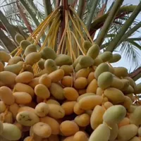 سفارش نخل خرما پاجوش برحی تنه ارتفاع متری|گل مصنوعی|اهواز, فاز ۱ پادادشهر|دیوار