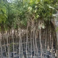نهال های اقاقیا پیوندی 4ساله گلدانی کاشت تابستانی|خدمات باغبانی و درختکاری|شیراز, فرگاز|دیوار