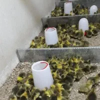 جوجه غازدورگه۵روزه|حیوانات مزرعه|اردبیل, |دیوار