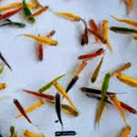 ۴ هزار زبرای ریز و درشت درهم یکجا