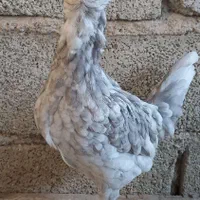 تخم مرغ گلین ریشو،ریشی چهل تاج،طوسی و..|حیوانات مزرعه|تهران, جیحون|دیوار
