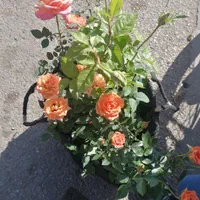 باغبان علی
