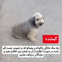 سگ گمشده