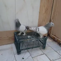 گمشده کبوتر