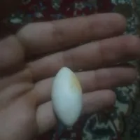 مهره اصل ضمانتی