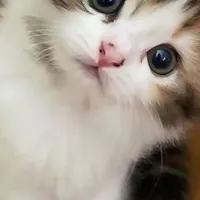 سرپرستی گربه میگیرم