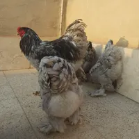 مرغ برهما بلک متلد ،جوجه برهما بلو،تخم نطفه دار|حیوانات مزرعه|تهران, زمزم|دیوار