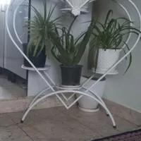 شلف قلب 6تاجاگل
