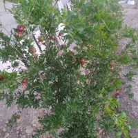 باغ چهاردیواری500متر زردنجان کاج معاوضه با|فروش خانه و ویلا|اصفهان, سرشبادران|دیوار