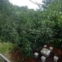 کلبه دنج برای سخت پسندها|اجارهٔ کوتاهمدت ویلا و باغ|تنکابن, |دیوار