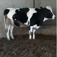 (سلاخ قصاب سیار )گوساله و گوسفند درکل تهران|خدمات پیشه و مهارت|تهران, خانیآباد|دیوار