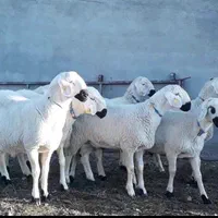 شهرداری دام و زنده در تهران زیرنظراتحادیه|حیوانات مزرعه|تهران, سازمان برنامه شمالی|دیوار