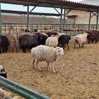 گوسفند فردیس، بنفشه ،۱۱۰،شهرک ناز،وحدت زنده