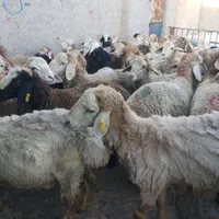 گوسفند برای قربانی ملارد شهریار فردیس پرند و. زنده|حیوانات مزرعه|صفادشت, |دیوار