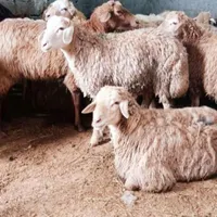 فروش گوسفند زنده و خونی شبانه روزی|حیوانات مزرعه|مشهد, گلبرگ شمالی|دیوار