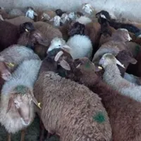بره زود پز گوسفند نر|حیوانات مزرعه|قم, پردیسان|دیوار
