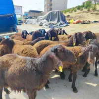 پردیس بومهن رودهن ارسال گوسفند زنده پروار باقصاب|حیوانات مزرعه|پردیس, |دیوار