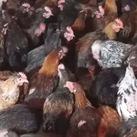 جوجه خروس ومرغ محلی برای داشت وسربری|حیوانات مزرعه|شیراز, کفترک|دیوار