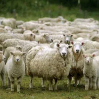 فروش گوسفند زنده
