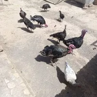 بوغلمون برنزه