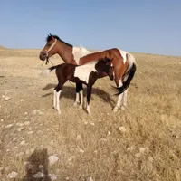 اسب فروشی|اسب و تجهیزات اسب‌سواری|کوهدشت, |دیوار