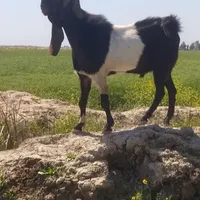 دو تا بز گلابی پاکستانی افغانی آبستن|حیوانات مزرعه|اهواز, آریاشهر|دیوار