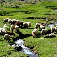 شهرداری دام و زنده در تهران زیرنظراتحادیه|حیوانات مزرعه|تهران, سازمان برنامه شمالی|دیوار