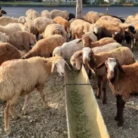 دام زنده گوسفنداورگانیگ جهت قربانی جنت آبادشمالی|حیوانات مزرعه|تهران, جنت‌آباد شمالی|دیوار