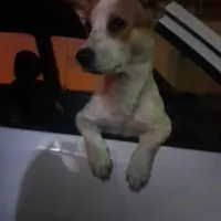 نژادجک راسل جهت کشش