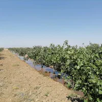 فروش ۲ هکتار باغ پسته 10 ساله در نیشابور|فروش دفتر صنعتی، کشاورزی، تجاری|تهران, کن|دیوار