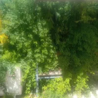 باغبانی حرفه‌ای تعویض خاک تشخیص جهت   ضعیفی  گیاه|خدمات باغبانی و درختکاری|شیراز, قدوسی غربی|دیوار