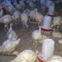 فروش بلدرچین و بوقلمون برنز و بوربون بیوتی|حیوانات مزرعه|شریف‌آباد, |دیوار