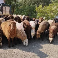 دام زنده در صادقیه پونک شهرک آزادی حصارک گوسفند|حیوانات مزرعه|تهران, صادقیه|دیوار