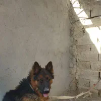سگژرمننر
