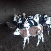 فروش گوساله سمینتال هلشتاین اصیل نرماده|حیوانات مزرعه|بندر ترکمن, |دیوار