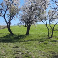 گم شده