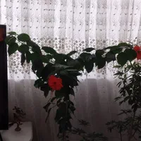 خدمات حمل ونقل اثاثیه منزل بامجوزرسمی(ایثاربار)|خدمات حمل و نقل|اردبیل, |دیوار