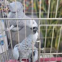 کاسکو آرا کاکادو شاه طوطی راهب گرینچیک|پرنده|قم, چهار مردان|دیوار