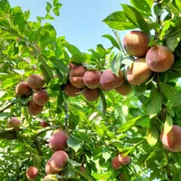 خدمات باغبانی|خدمات باغبانی و درختکاری|رشت, بلوار گیلان|دیوار